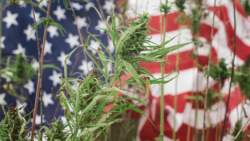 Cannabis Possession in the UK: What Actually Happens